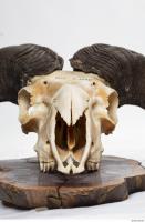 mouflon skull 0001